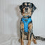 Dog Collar - KEN™