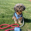 Dog Rope Leash - Watermelon Sugar