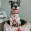 Dog Adjustable Harness - Harry Potter™ Marauder's Map™