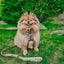 Dog Leash  - Apple of My Eye