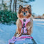 Dog Leash - Strawberry Milk
