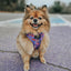Dog Adjustable Harness - Willy Wonka & The Chocolate Factory™