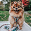 Dog Collar - Pawfect Poms