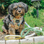 Dog Adjustable Harness - Disney's Belle