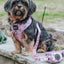 Dog Adjustable Harness - Tea Pawty