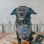 Dog Collar - Reflection