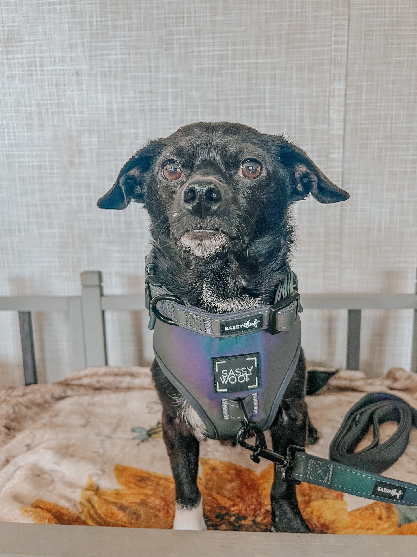 Dog Collar - Reflection
