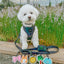 Dog Adjustable Harness - Reflection