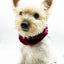 'Bobby' Reversible Pet Snood