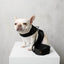 The City Dog Leash Padded