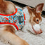 Dog Adjustable Harness - Looney Tunes™ Blue