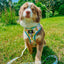 Dog Leash - SpongeBob SquarePants™ Bikini Bottom