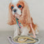 Dog Rope Leash - Sprinkles
