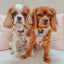 Dog Adjustable Harness - P.S. I Woof You