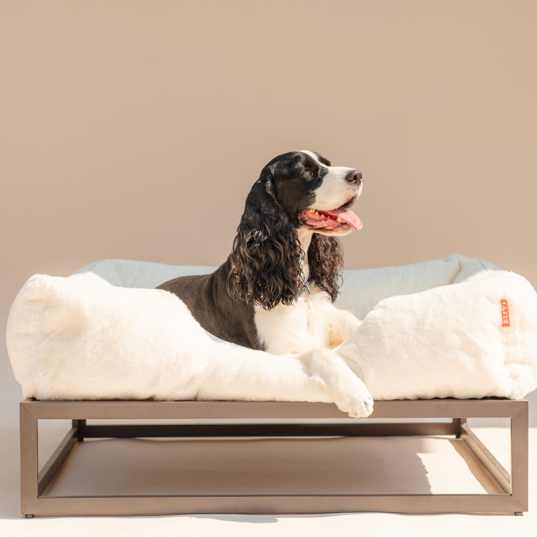 The FÜZI Elevated Dog Bed