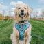 Dog Adjustable Harness - STAR WARS™ The Mandalorian™