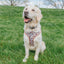 Dog Adjustable Harness - STAR WARS™ The Rebel Alliance