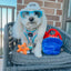 Dog Bucket Hat - Here For The Treats
