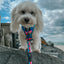 Dog Adjustable Harness - SpongeBob SquarePants™ and Friends