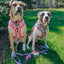 Dog Adjustable Harness - Looney Tunes™ Pink