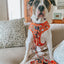 Dog Collar - Garfield™