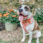 Dog Adjustable Harness - Pie There!