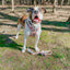 Dog Collar - National Bark