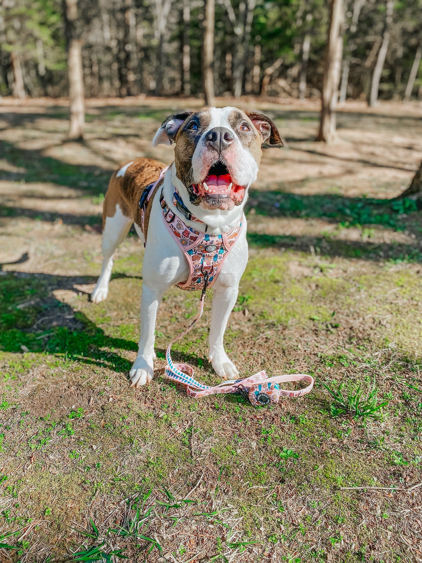 Dog Collar - National Bark