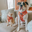 Dog Adjustable Harness - Garfield™