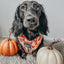 Dog Adjustable Harness - Pie There!