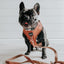 Dog Leash - Teddy