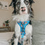 Dog Adjustable Harness - The Powerpuff Girls™ (Blue)