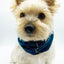 'Blair' Reversible Pet Snood