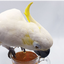 Parrot Tea Bundle Pack