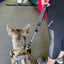 K9R - BTL Big Dog Traffic Leash Heavy Duty