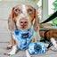 Dog Adjustable Harness - Berry Sassy