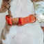 Dog Collar - Foxy