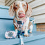 Dog Leash - Mixed With Love