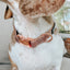 Dog Collar - Teddy