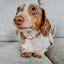 Dog Collar - National Bark
