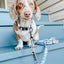 Dog Leash - Mixed With Love
