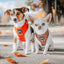 Dog Adjustable Harness - Teddy