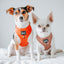 Dog Adjustable Harness - Foxy