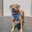 Dog Adjustable Harness - Nickelodeon Rugrats™