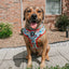 Dog Adjustable Harness - Looney Tunes™ Blue