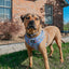 Dog Adjustable Harness - Nickelodeon Rugrats™