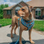 Dog Collar - Nickelodeon CatDog™