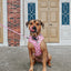 Dog Adjustable Harness - Sweet Treats