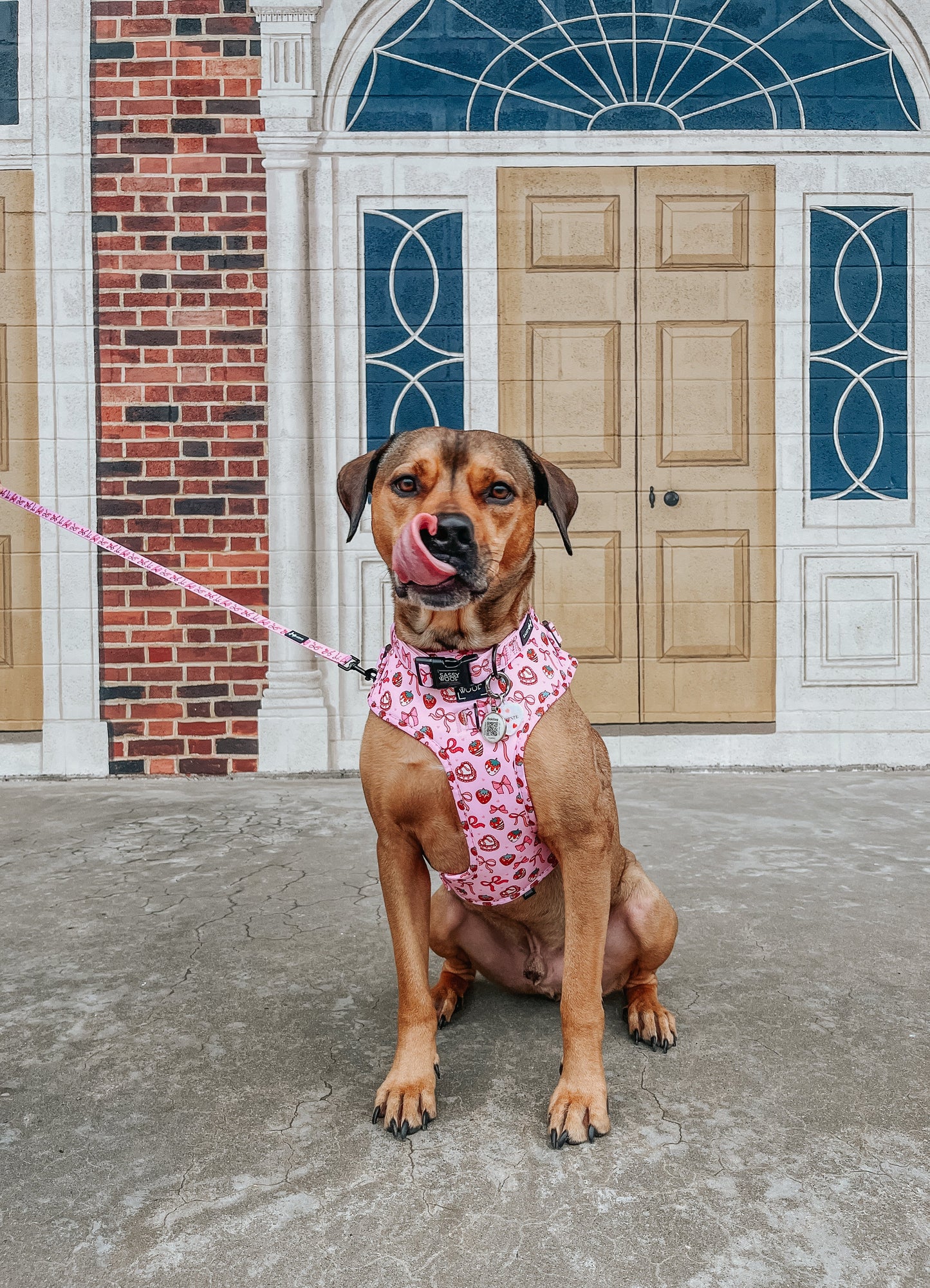 Dog Adjustable Harness - Sweet Treats