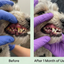 Fresh Breath Dental Powder for Dogs